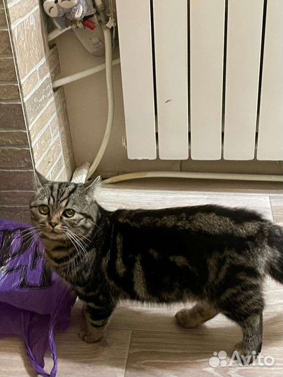 Кот шотладский