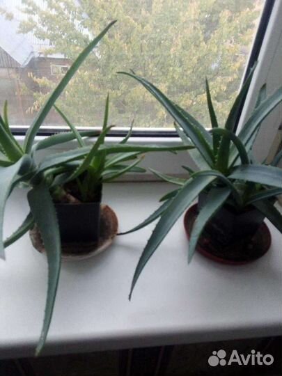 Цветки алое Вера