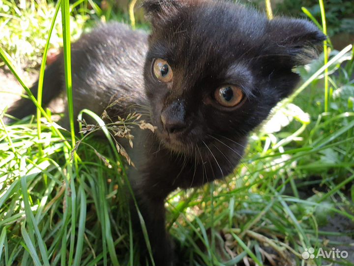 Милый котёнок Июлька ищет дом