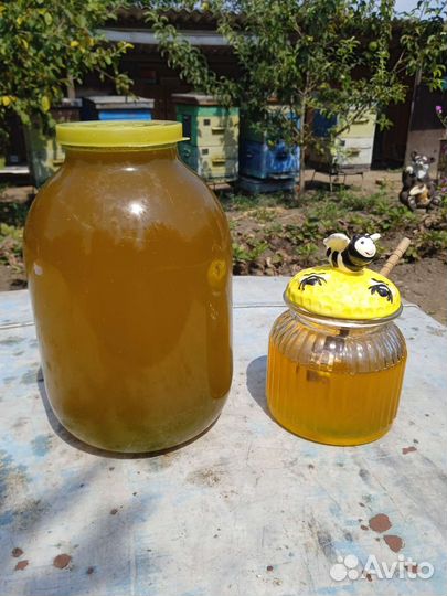 Мед подсолнечника