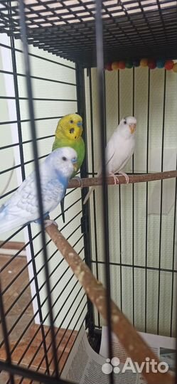 4 попугая и большая клетка
