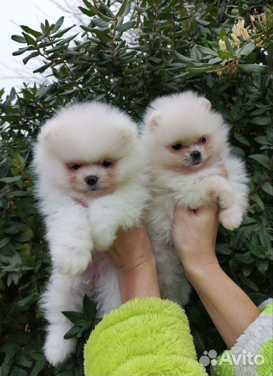 Померанский шпиц