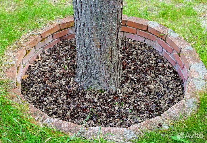 Шишки сосновые для поделок