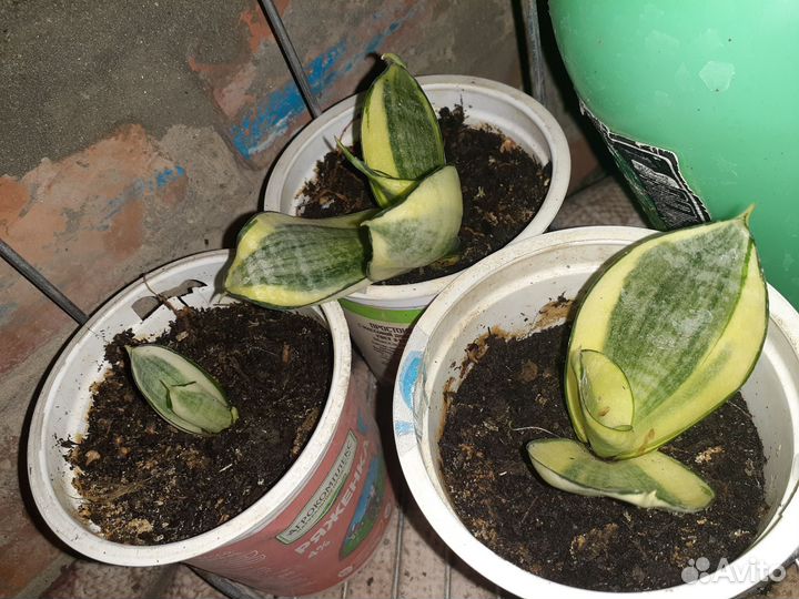 Сансевиерия ханни