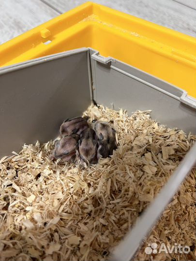 Джунгарский хомяк