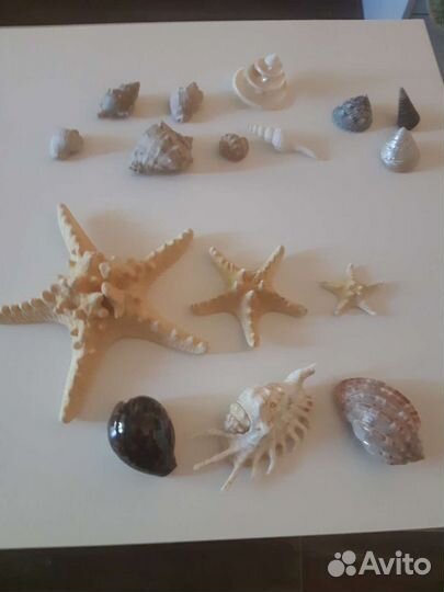 Морские ракушки,звезды