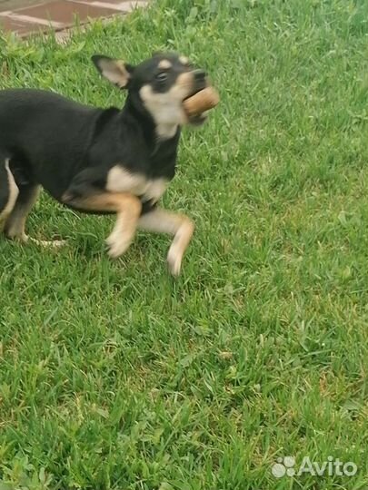 Вязка Тойтерьер