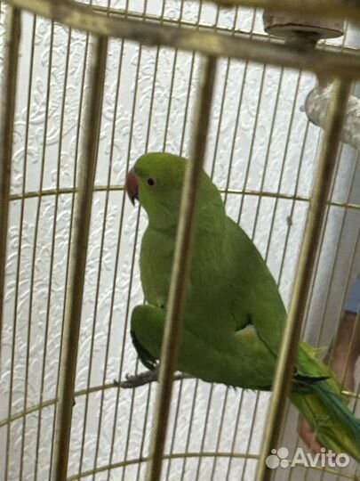 Ожереловый попугай