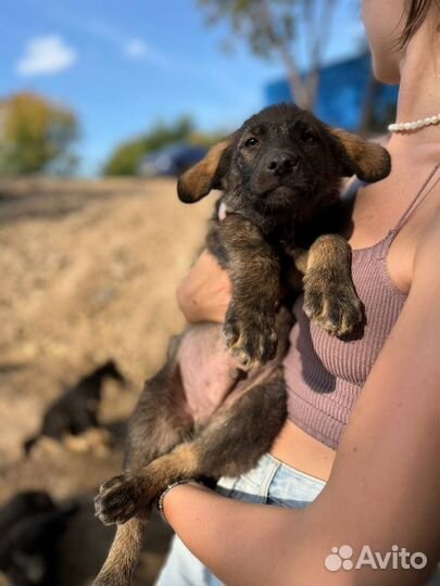 Щенята в добрые руки