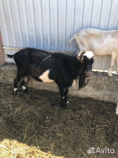 Продается казел на племя торг