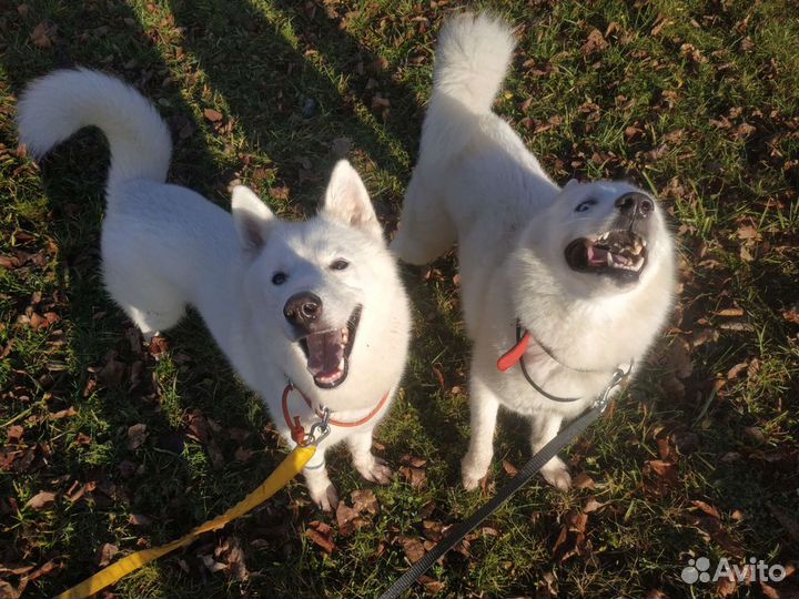 Выгульщик и ситтер для собак и других животных
