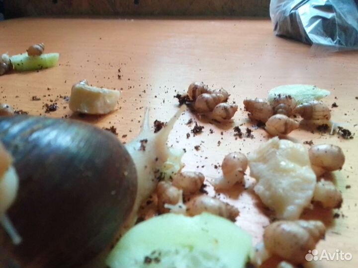 Улитки Ахатины