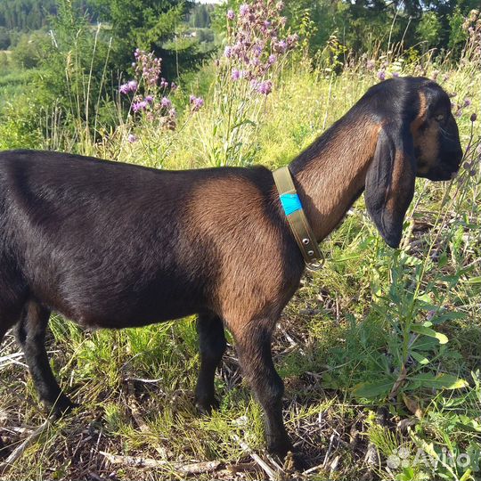 Козлята нубийские, обмен