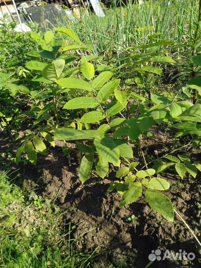 Маньчжурский орех 2х летки