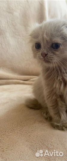 Котенок вислоухий