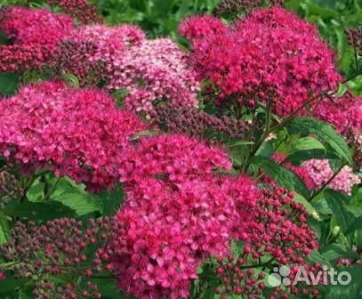 Спирея японская