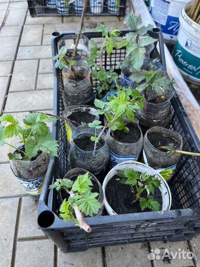 Растения для сада