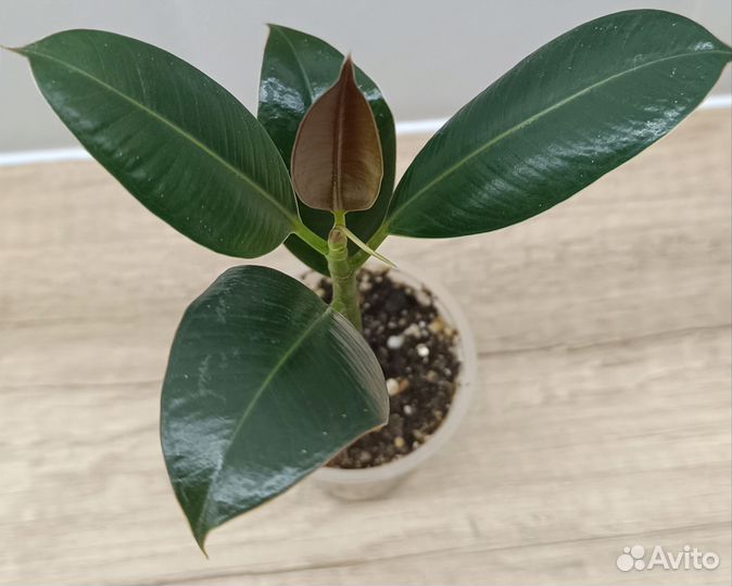 Сортовые фикусы