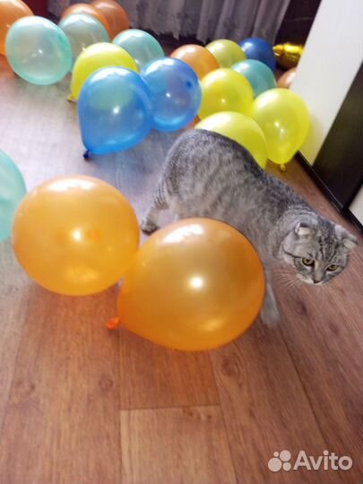 Отдам кота в добрые руки