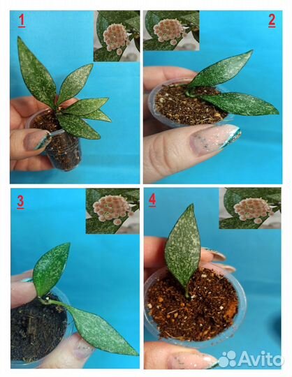 Хойи O-P-R-T-V-W Хойя