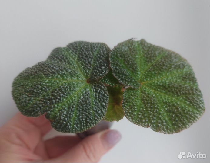 Бегония соли мутата