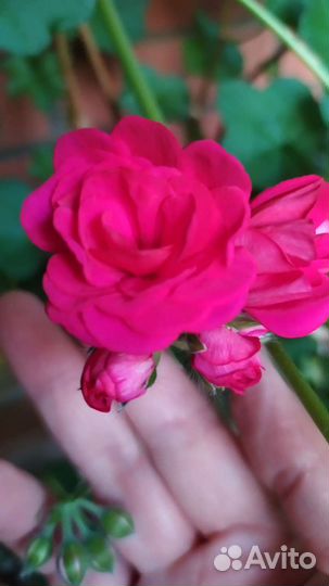 Пеларгония плющелистная