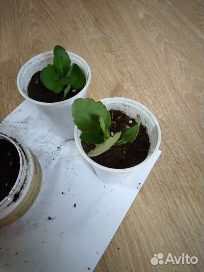 Комнатные растения цветы