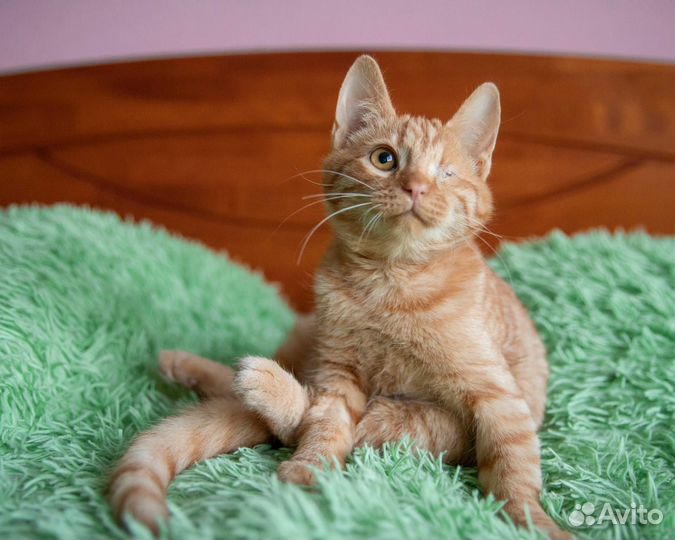 Котенок 4 месяца