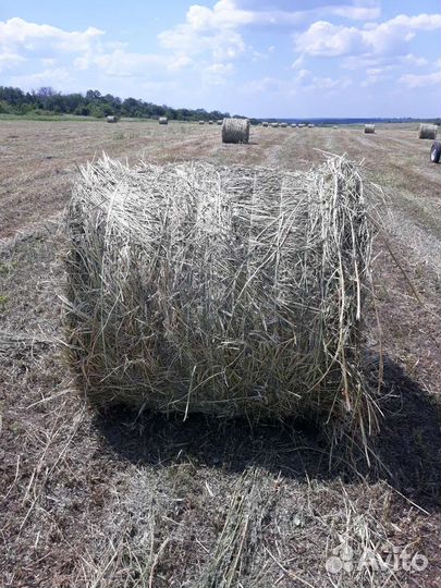Сено в рулонах