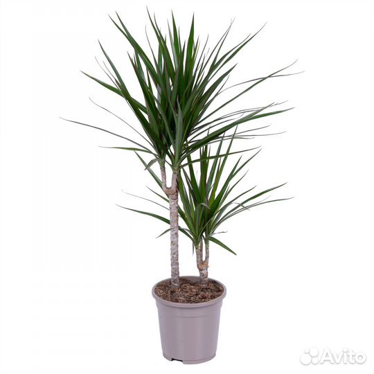 Горшечные растения