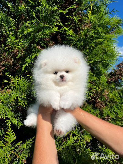 Померанский шпиц мини микро