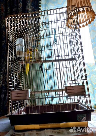 Певчие лесные птицы