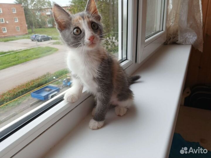 Трёхцветка Умка в добрые руки