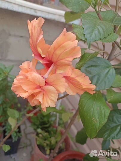 Лантаны и гибискус