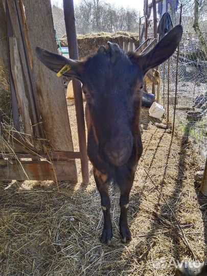 Продажа козлят