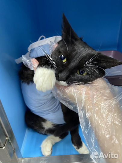 Звездочка. Время только понедельник