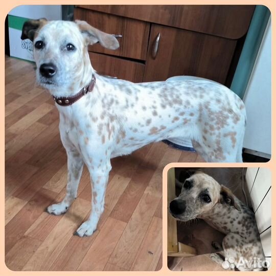 Долматинец