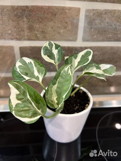 Сциндапсус