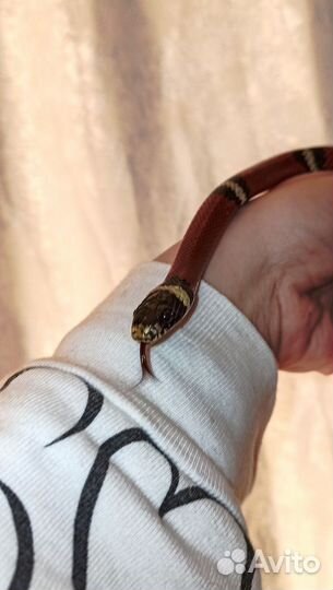 Королевская молочная змея