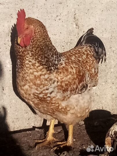 Молодые петухи