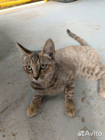 Кошка бесплатно