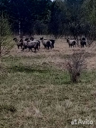 Овцы и бараны романовский порода