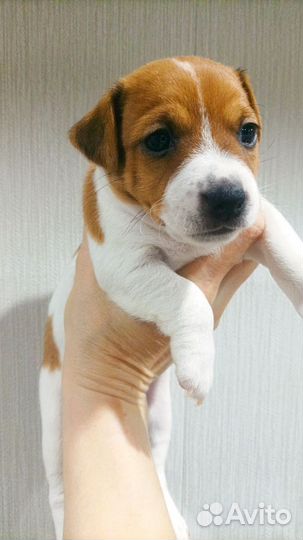 Джек рассел терьер