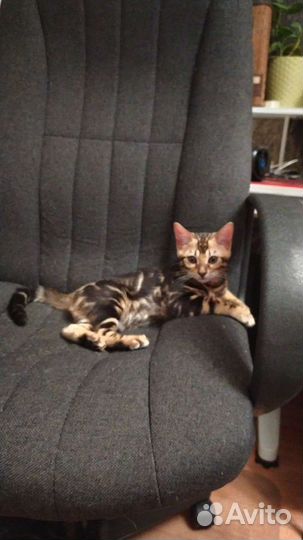 Бенгал. Чистокровный. Редкий окрас