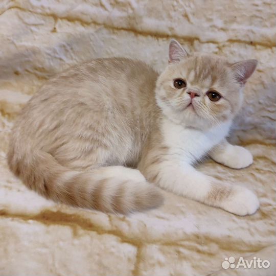 Экзотики Малыш Арлекин