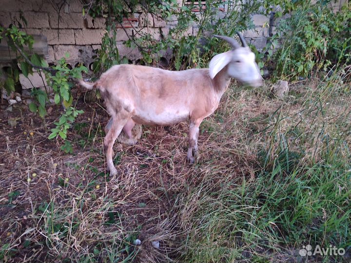 Англо - нубийские козлята и дойные козы
