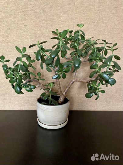 Цветы Крассула (толстянка денежное дерево)