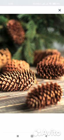 Шишки сосновые и еловые
