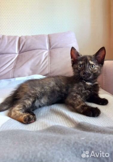 Котенок в добрые руки