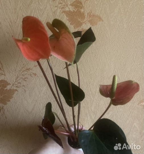 Антуриум обновление ассортимента